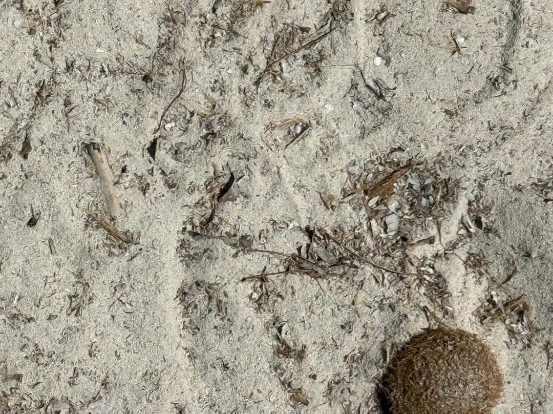 Platges de Son Saura-休达德亚必去景点