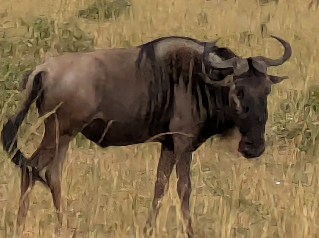 Masai Mara Holidays-Mara North Conservancy必去景点