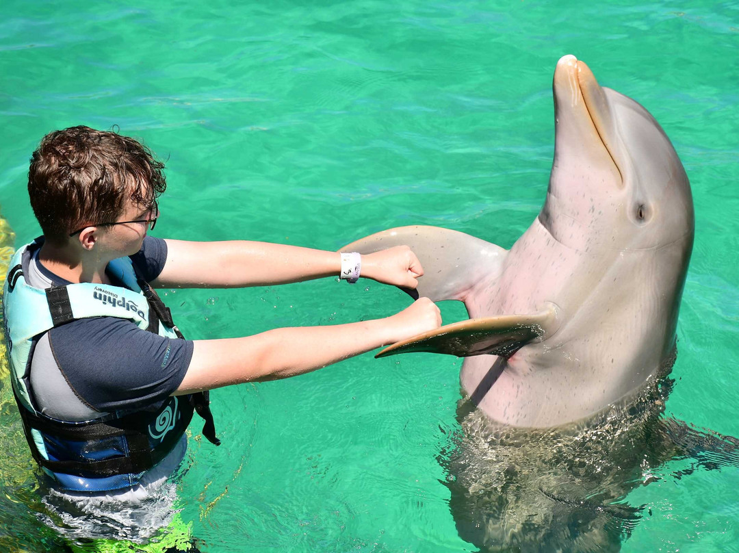 Dolphin Discovery Playa Del Carmen-普拉亚德尔卡曼必去景点
