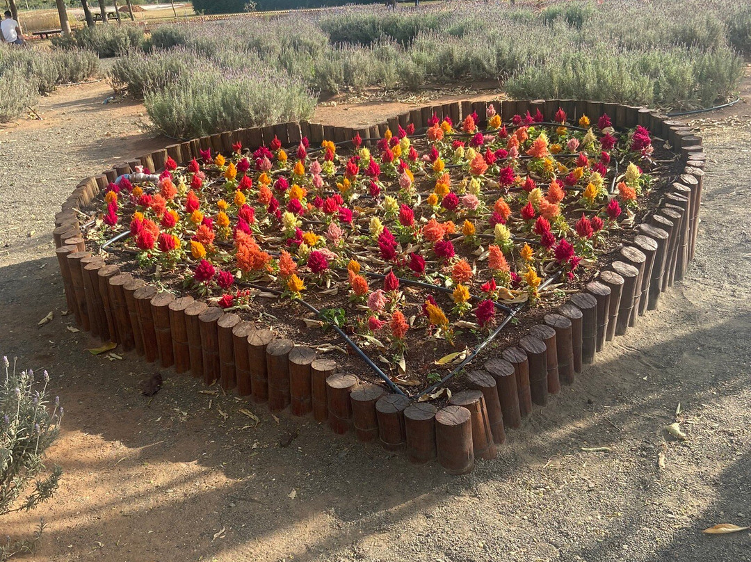 Bloemen Park-Holambra必去景点