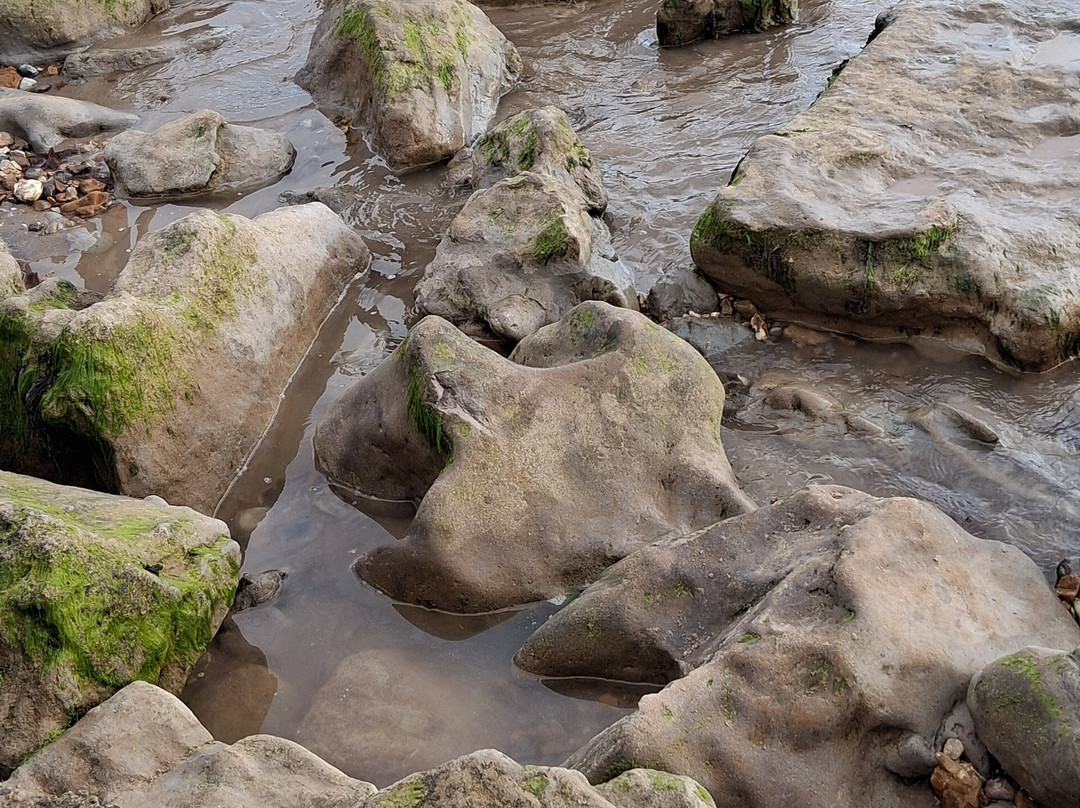 Isle of Wight Fossil Walks- Wight Coast Fossils-文特诺必去景点