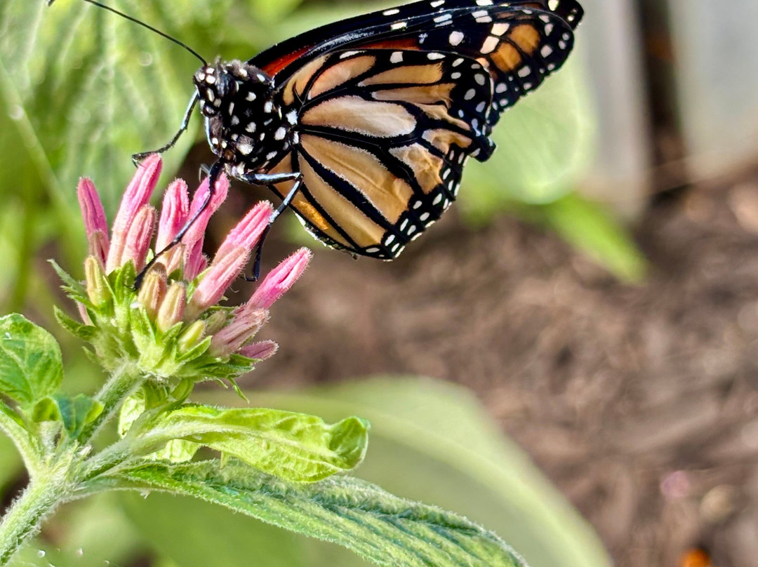 Butterfly House-Put in Bay必去景点