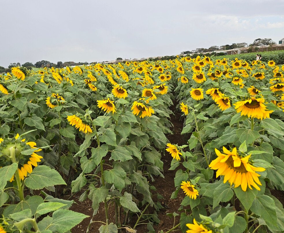 Macena Flores-Holambra必去景点