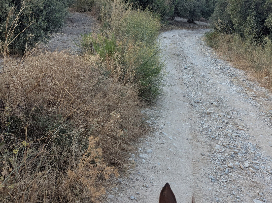 Zoraida's Horse Riding-Paralia Kourna必去景点