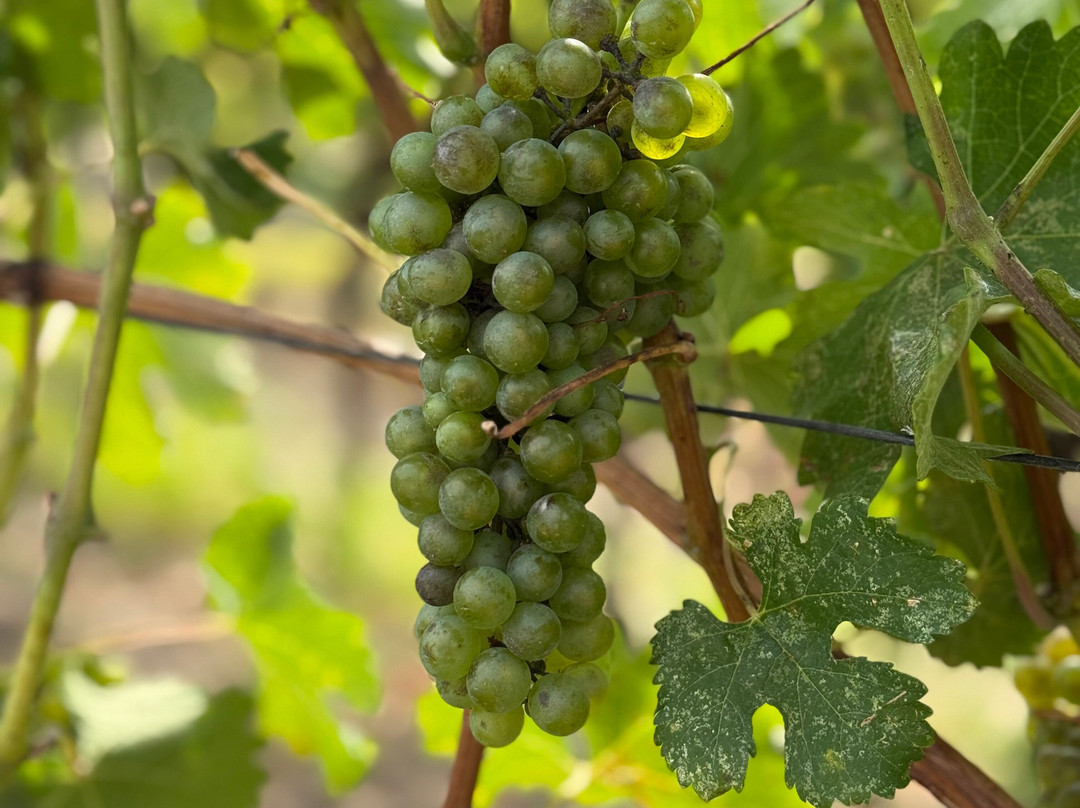 Sip Happens Wine Tours-Lake Country必去景点