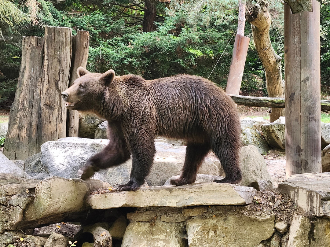 Parc Animalier Des Pyrénées-Ayzac-Ost必去景点