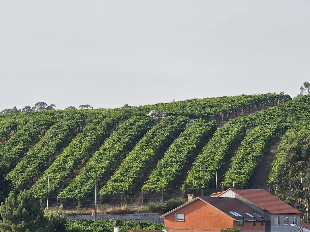 Bodegas Martin Codax-Cambados必去景点