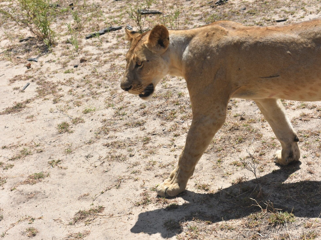 Nyasi Adventure-Dar es Salaam必去景点