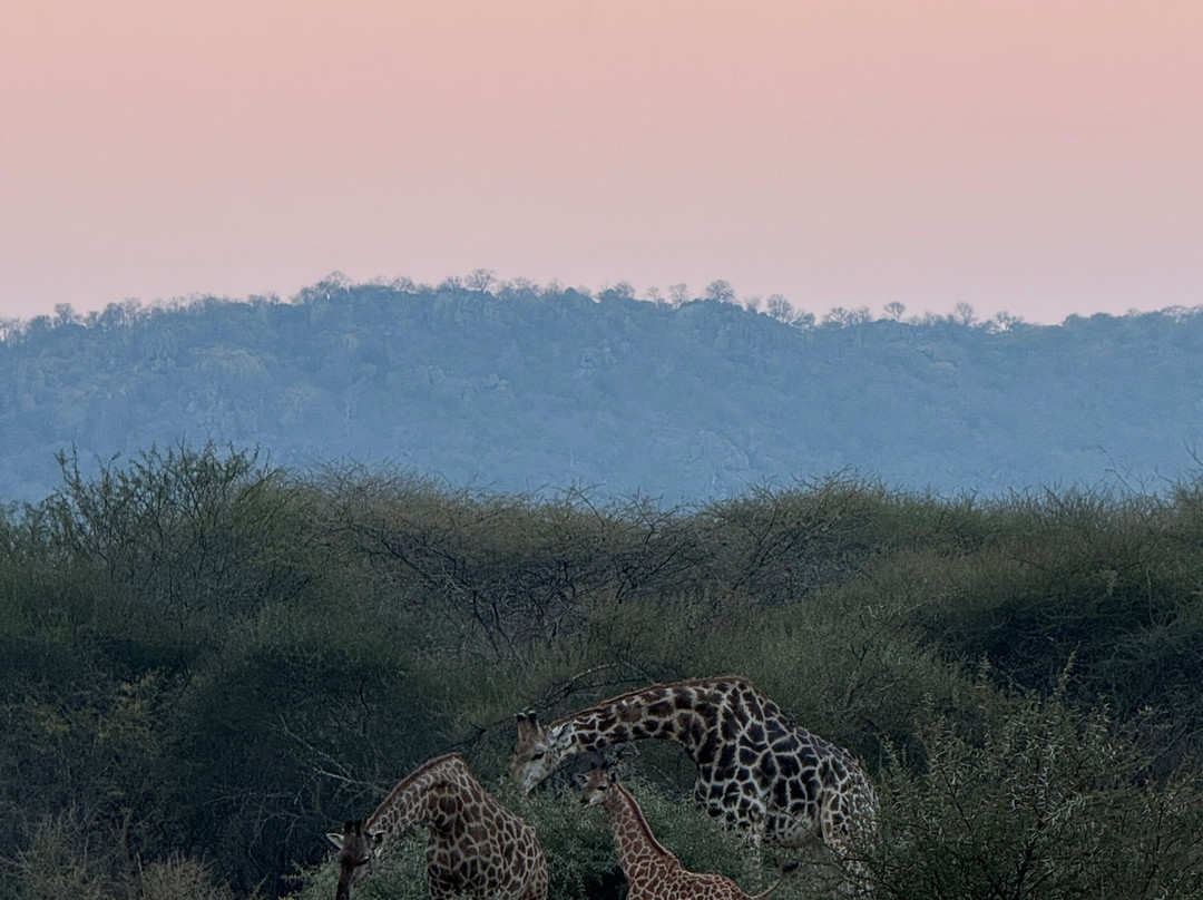 Murenje Eco Safaris-West Nicholson必去景点