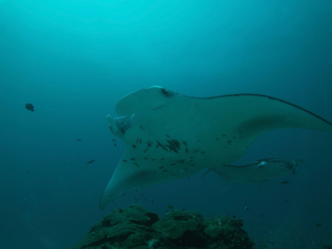 Werner Lau Diving Centers-菲利兹优岛必去景点