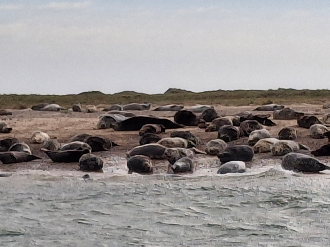 Ptarmigan Blakeney Point Seal Trips-布莱克尼必去景点