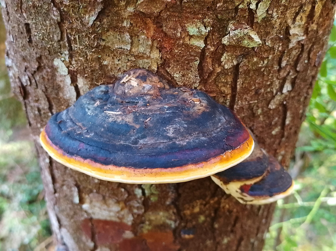 Gore Brook Trail-Daajing Giids必去景点