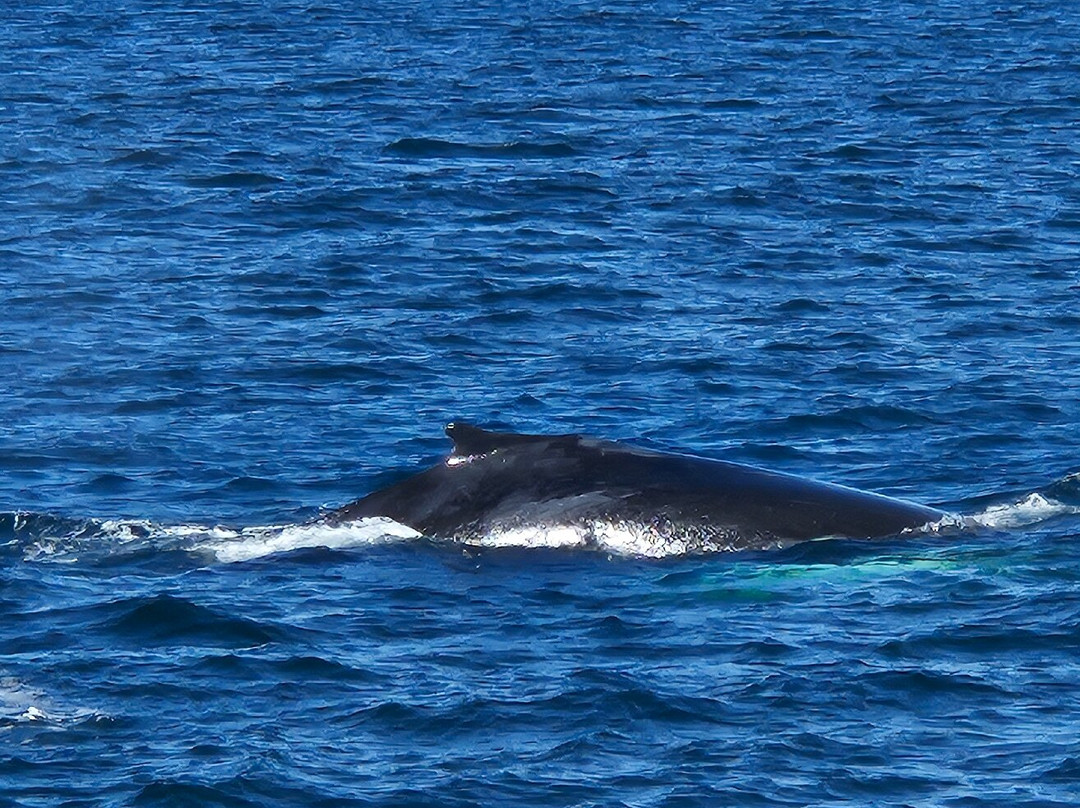 Dolphin Fleet Whale Watch-普罗温斯敦必去景点