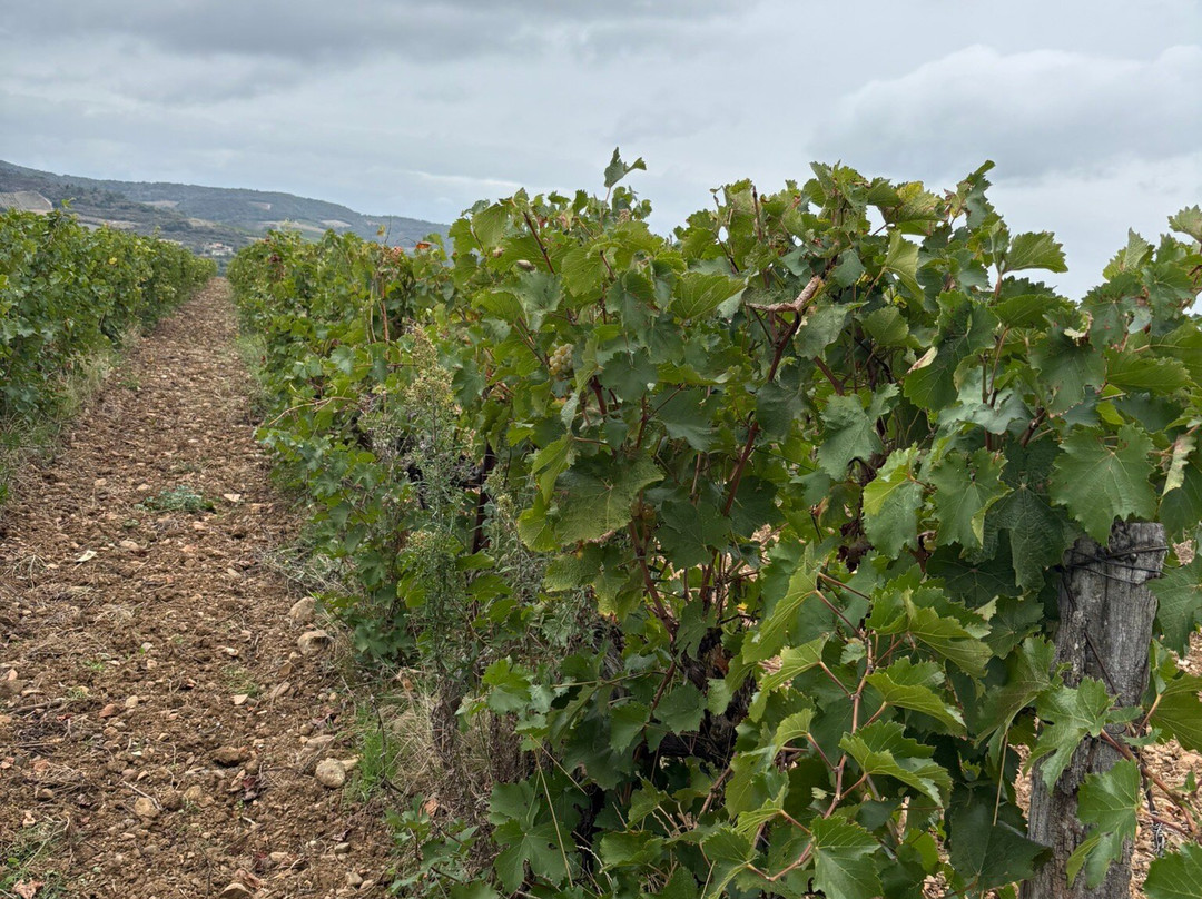 Sun Tour-卡尔卡松必去景点