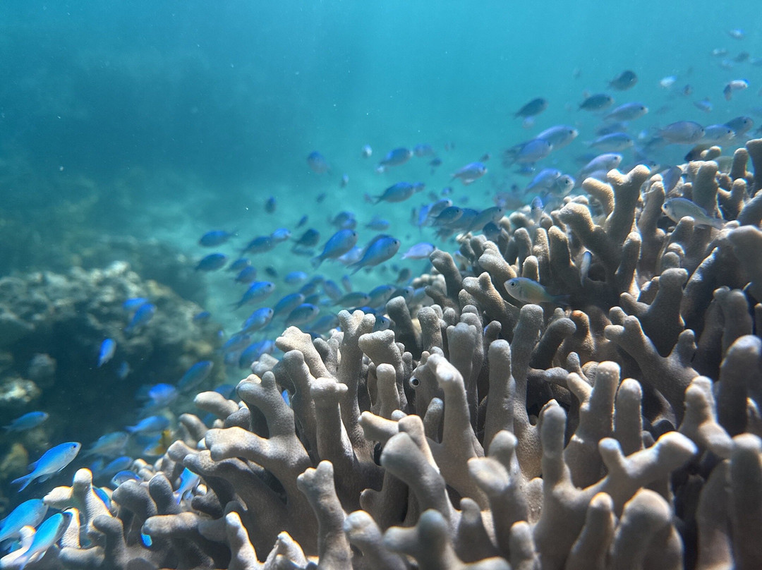 Dive Savusavu Fiji-萨武萨武必去景点