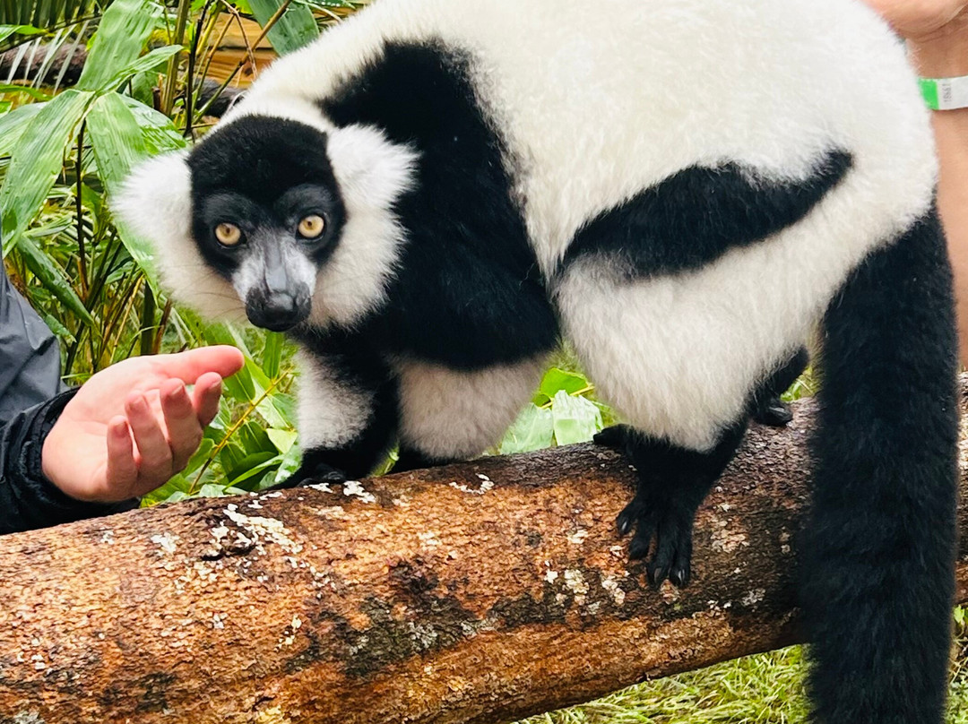 North Florida Wildlife Center-Lamont必去景点