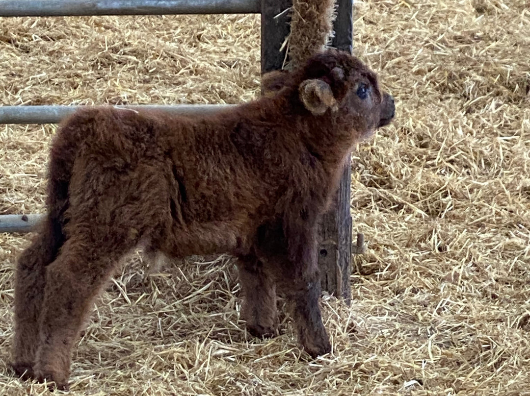 Colready Highlands-Brackley必去景点