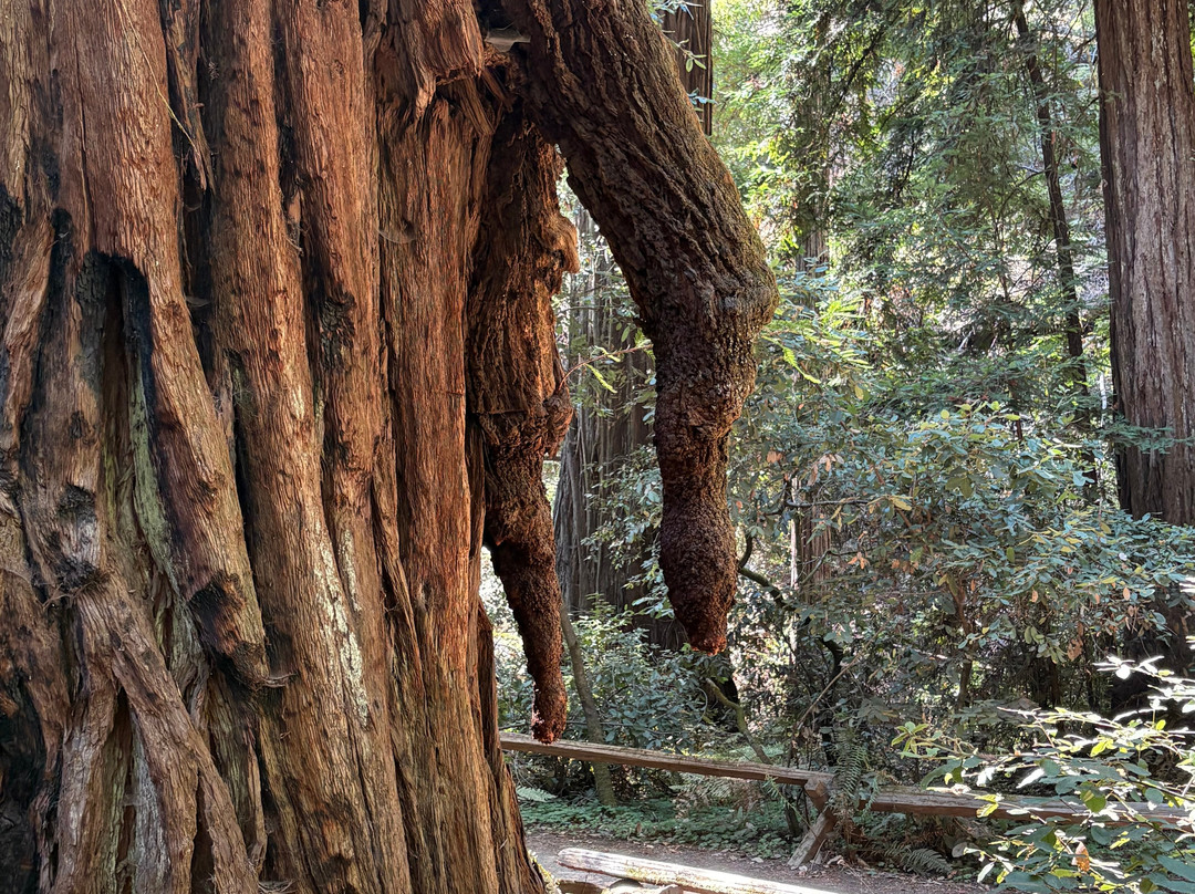 Armstrong Redwood State Reserve-Guerneville必去景点