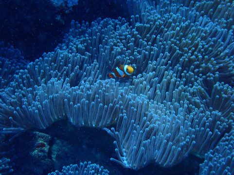 Legend Diving Penida-珀尼达岛必去景点