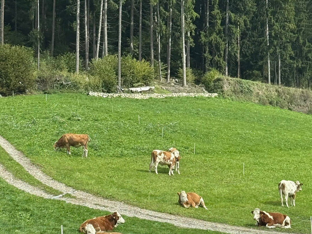 Artnatur Dolomites Hotel & Spa主图