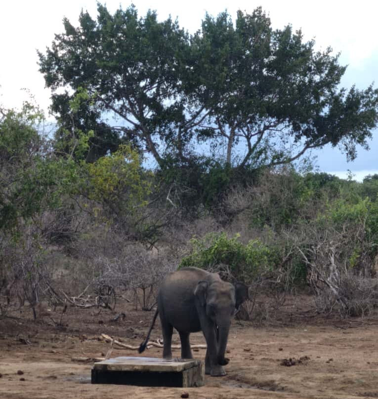 Yala Safari by WildQuest Tours-蒂瑟默哈拉默必去景点