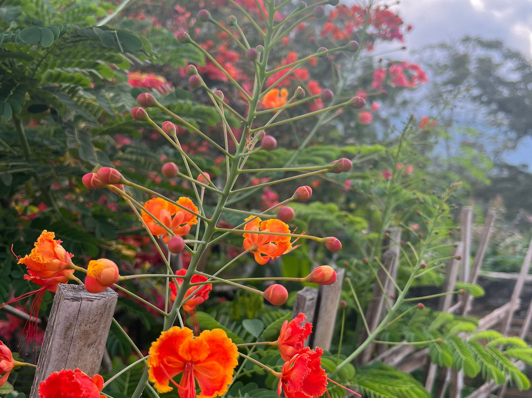 Bukit Lawang Adventure-武吉拉旺必去景点