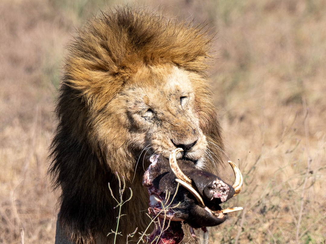 Tanzania Roadside Expeditions-阿鲁沙必去景点