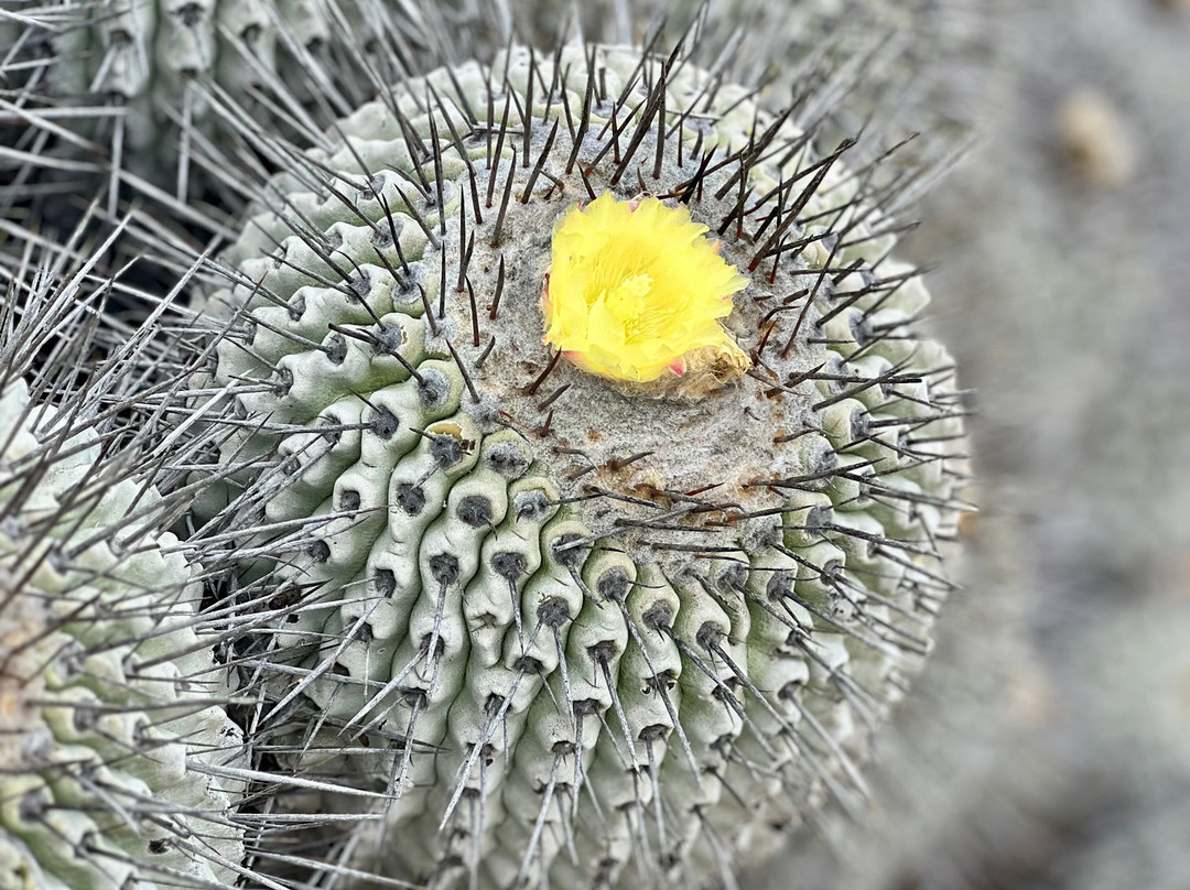 Parque Nacional Llanos del Challe-Huasco必去景点