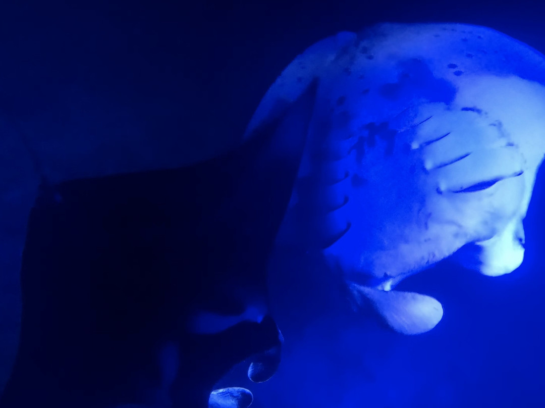 Anelakai Adventures-凯乌渥必去景点