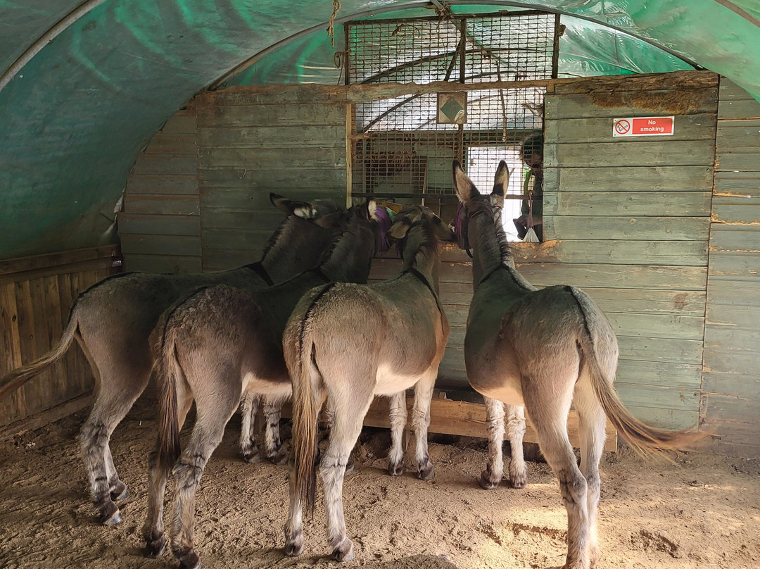 Donkey Walking Adventures-Beaminster必去景点