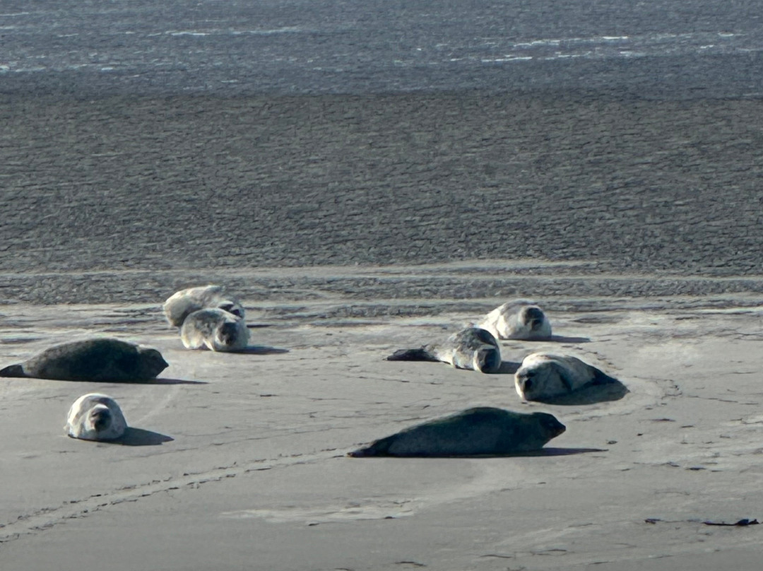 Zeehond Robbentocht-Nes必去景点