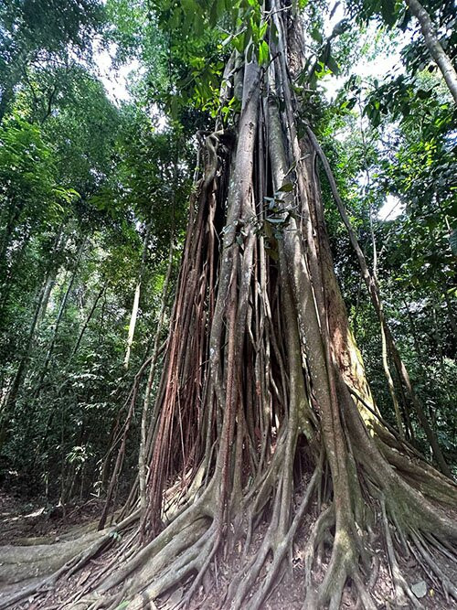 Sumatra Orangutan Tours-武吉拉旺必去景点