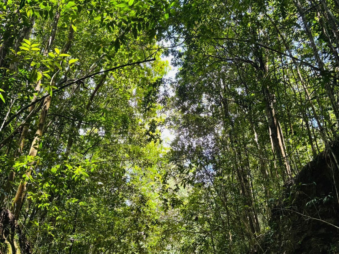 Visit Kanneliya Rain Forest-Koralegama必去景点