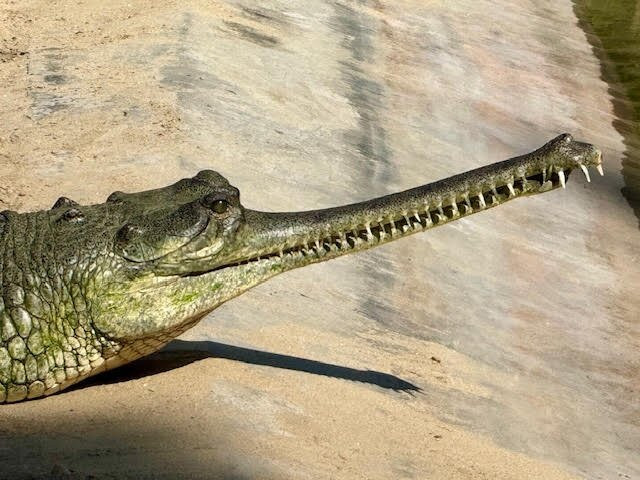 Crocodile Breeding Centre-苏拉哈必去景点
