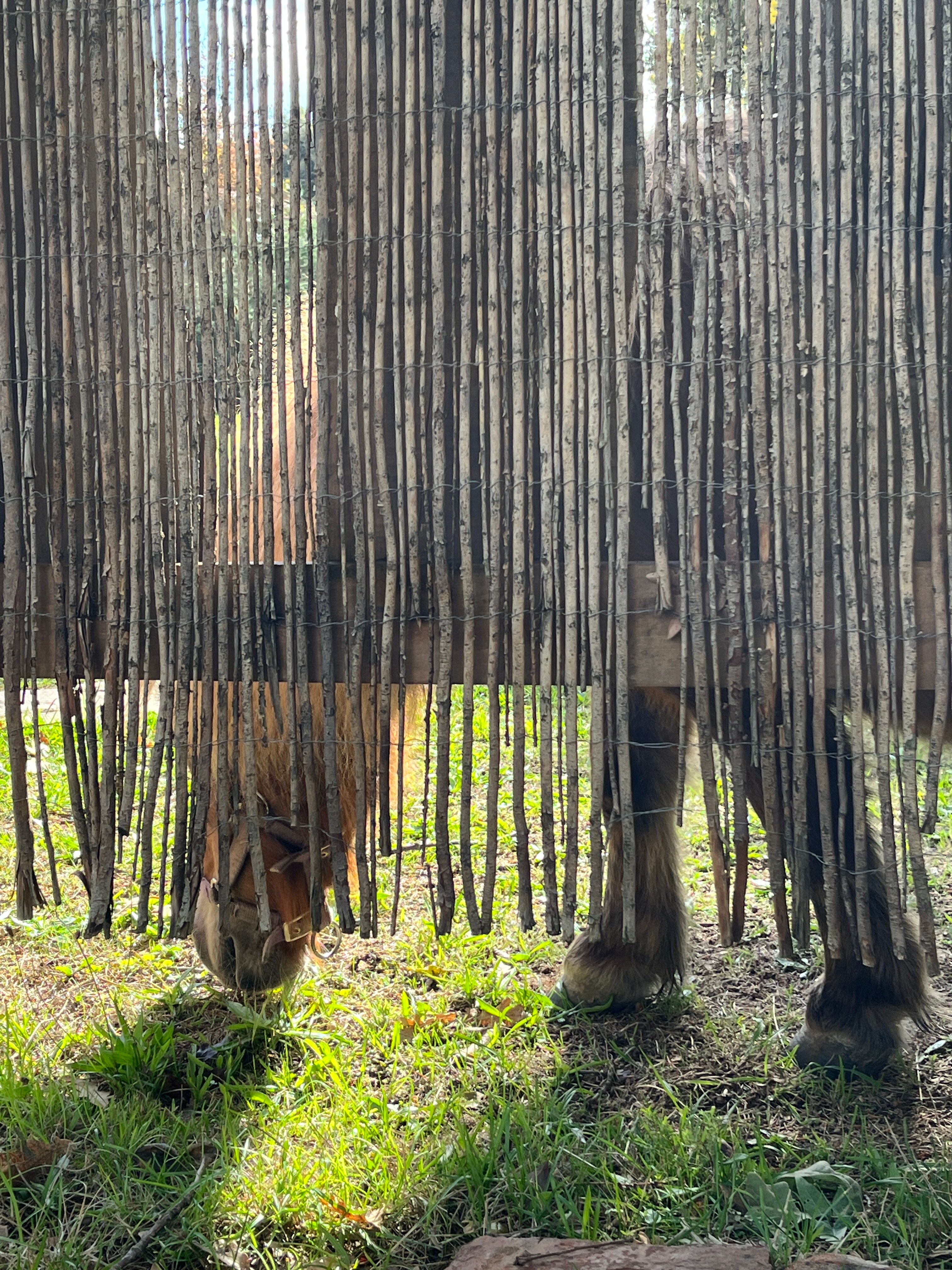 El Xalet de Prades-官方