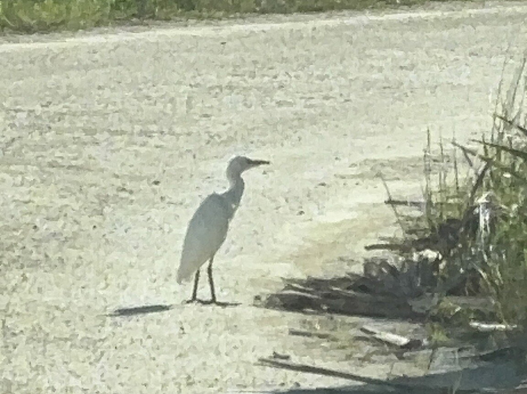 Black Point Wildlife Drive-Merritt Island必去景点