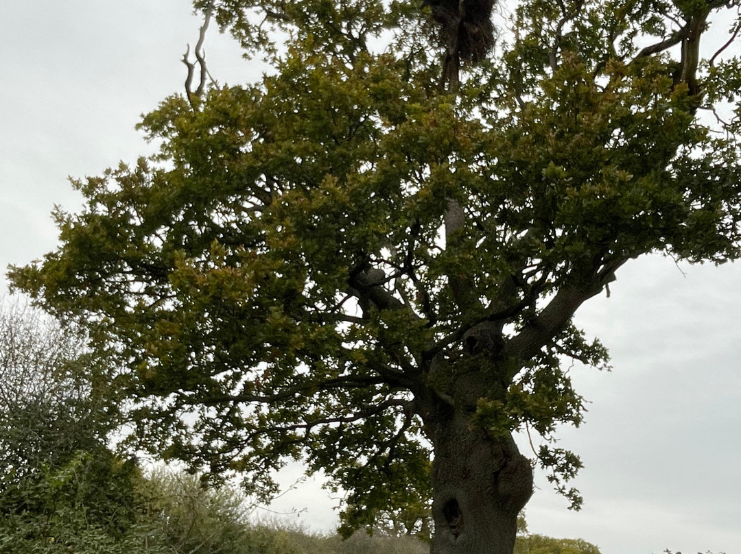 Knepp Wildland Safaris-霍舍姆必去景点