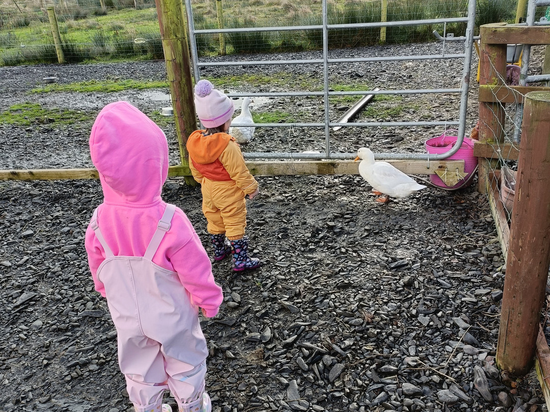 The Flying Alpaca-Kilkee必去景点