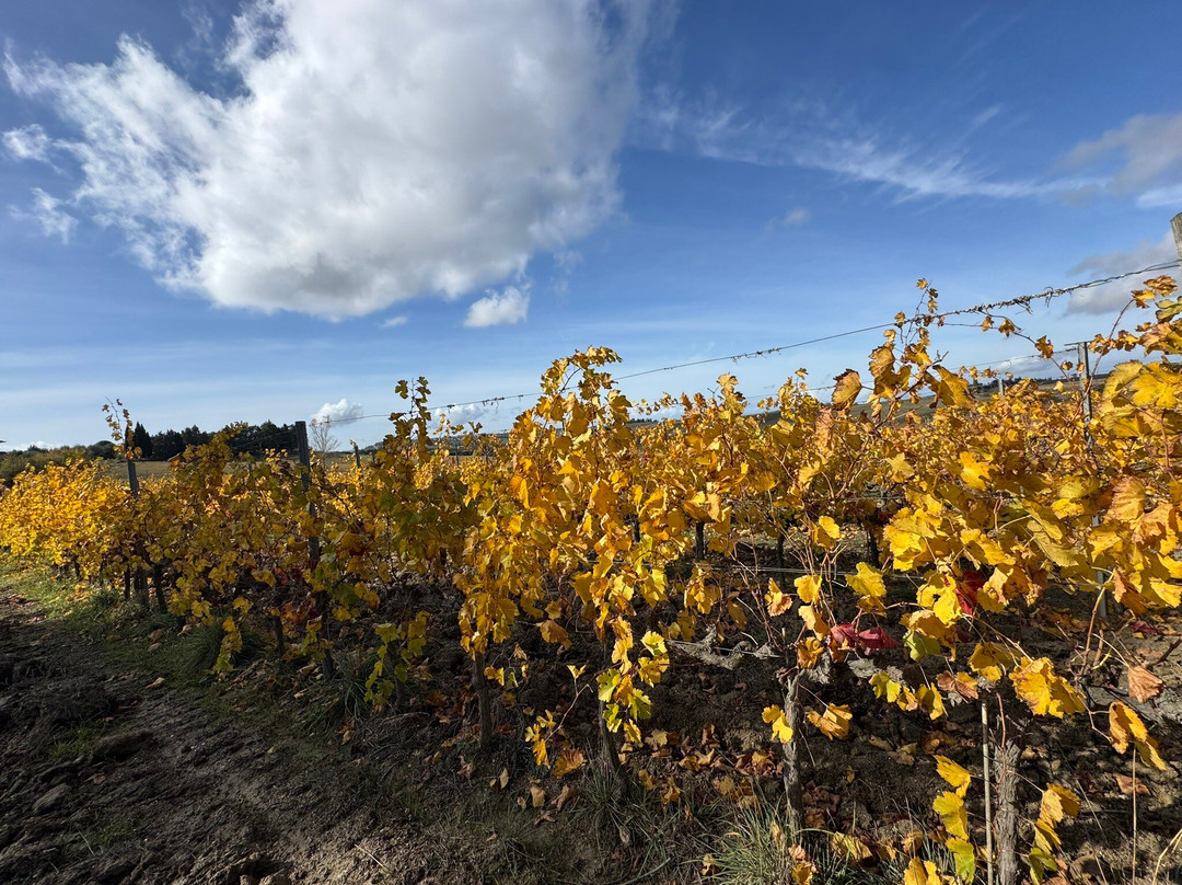 Capitoni Marco Azienda Agraria-皮恩扎必去景点