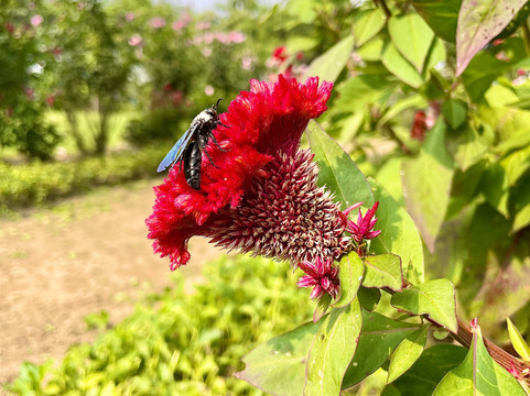 Bharthala Garden-Samrala必去景点