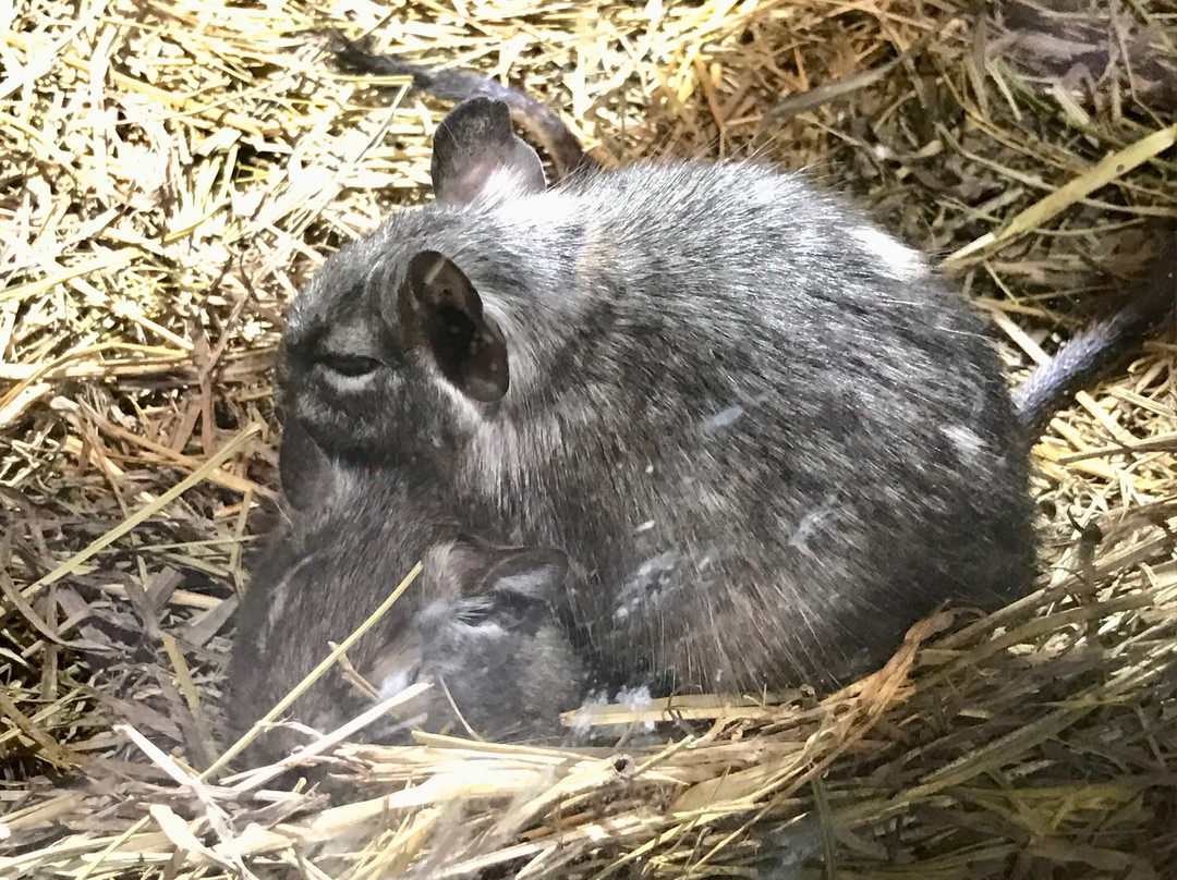 Rainforest Adventures-塞维尔维尔必去景点