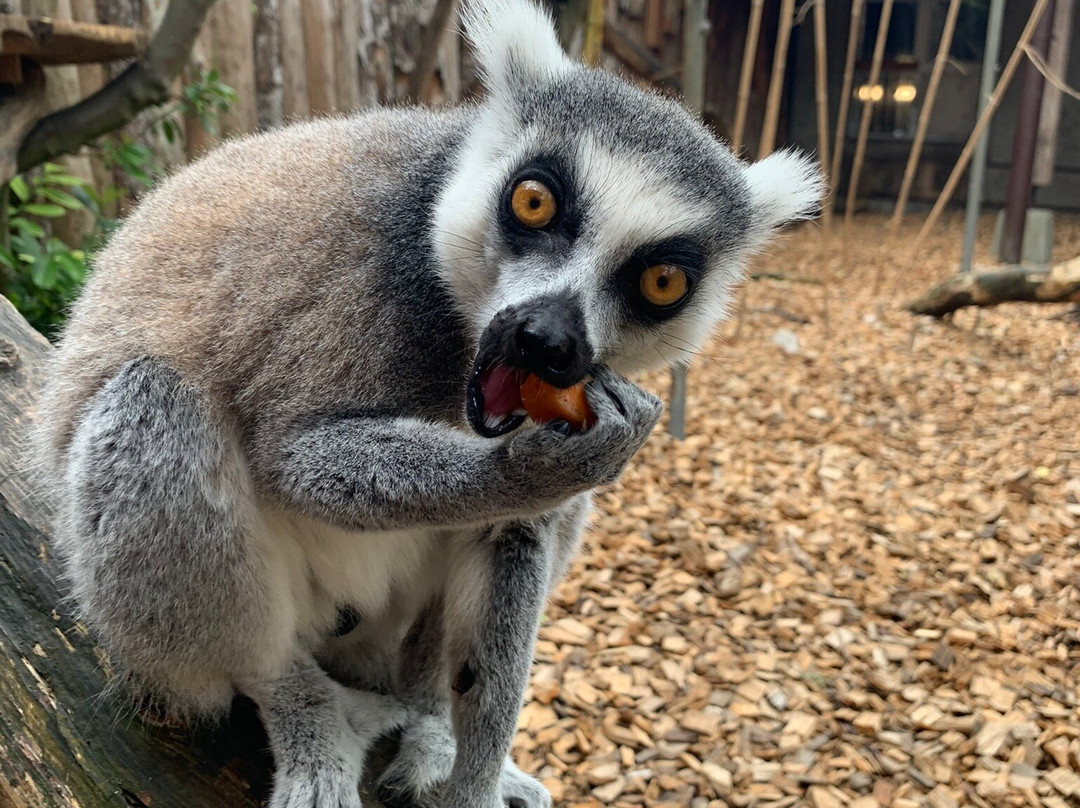 Bioparc Genève Pierre Challandes-Bellevue必去景点