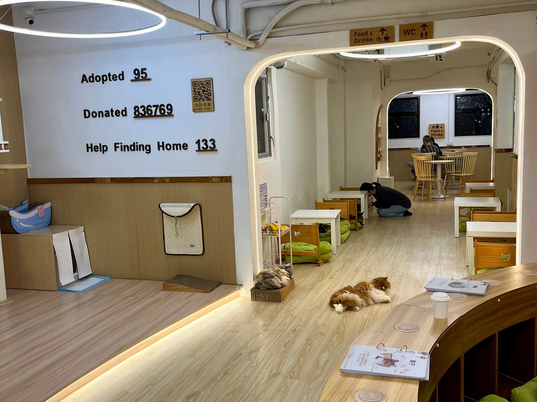 猫之茶房-香港必去景点