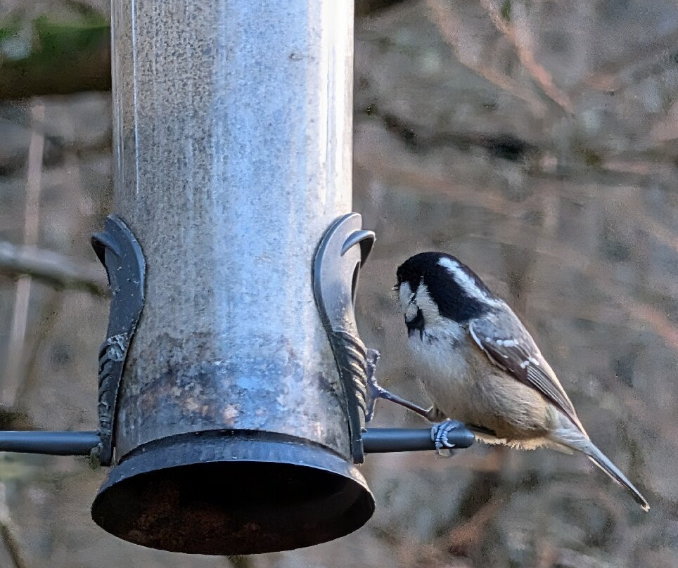 Nature Nuts-Blairgowrie必去景点