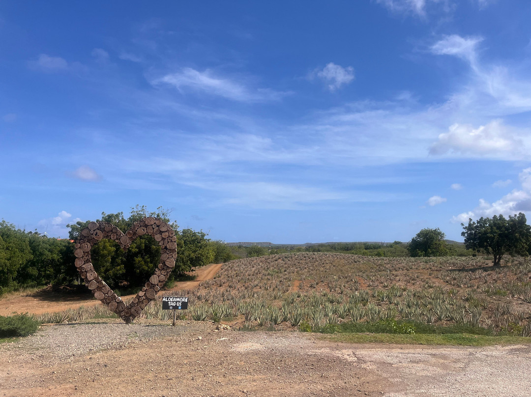 The Aloe Vera Curacao, Home of Curaloe Tour-威廉斯塔德必去景点