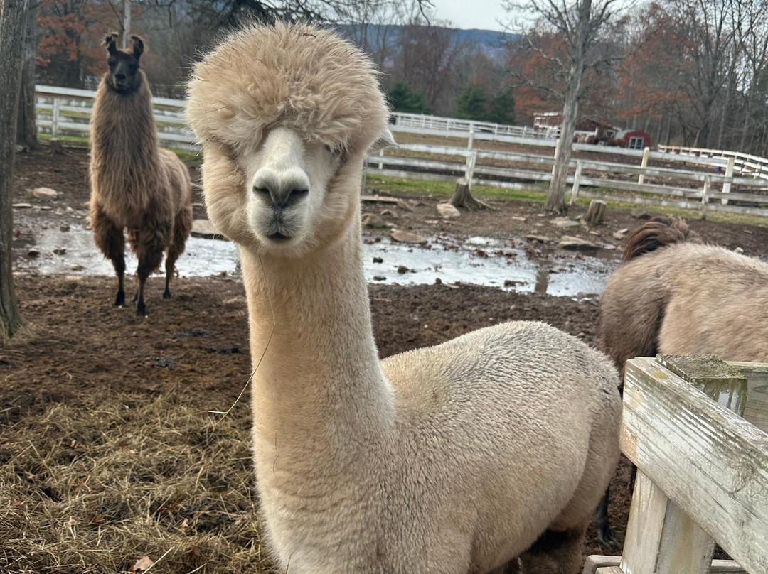 The Kaaterskill主图