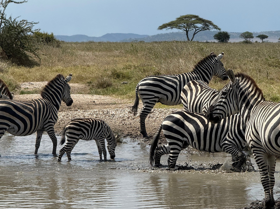Meijo Safaris-阿鲁沙区必去景点