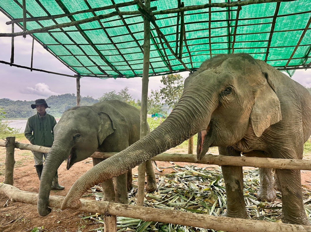 MandaLao Elephant Conservation-琅勃拉邦必去景点