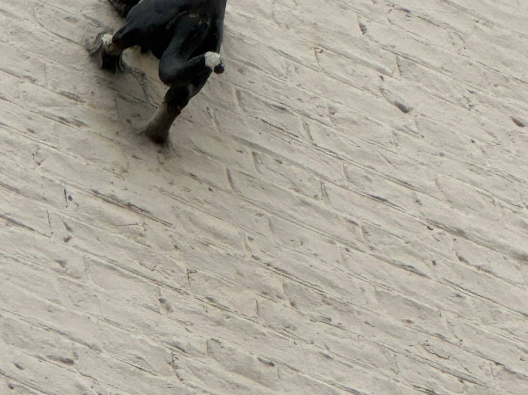 York Cat Trail-约克必去景点