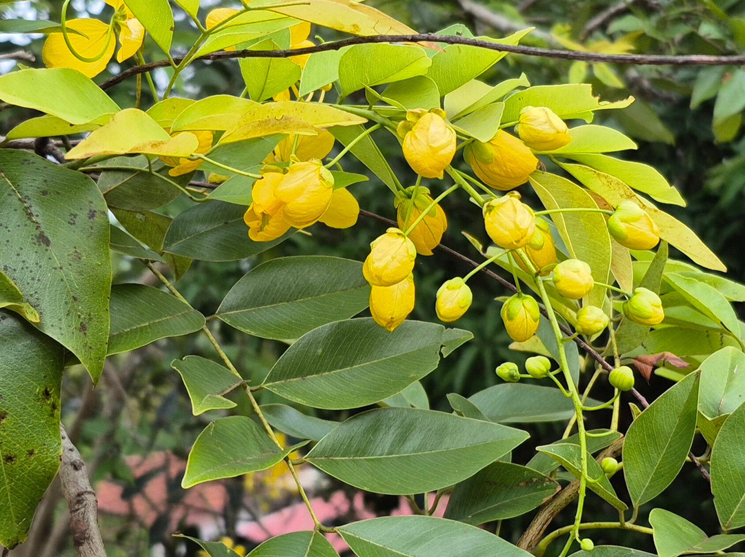 Ayurveda Paradise Maho主图